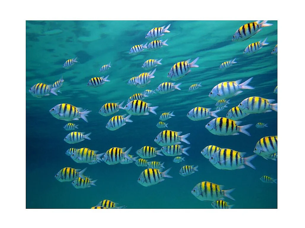 Papier Peint "Paysage Sous Marin Caraïbe" 154 x 200 cm