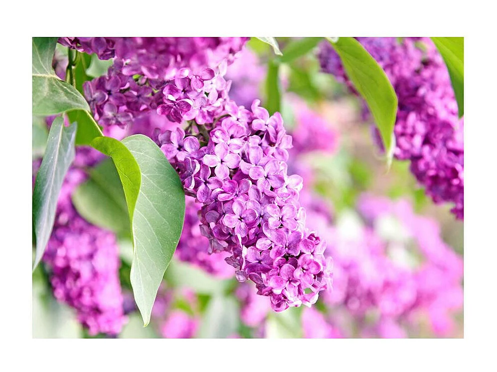 Papier Peint "Lilac Flowers" 140 x 200 cm