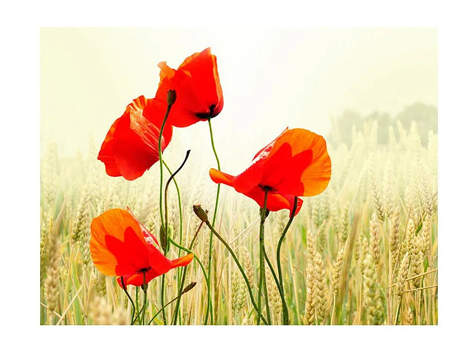 Papier Peint "Inspiré par la Beauté du Coquelicot" 193 x 250 cm