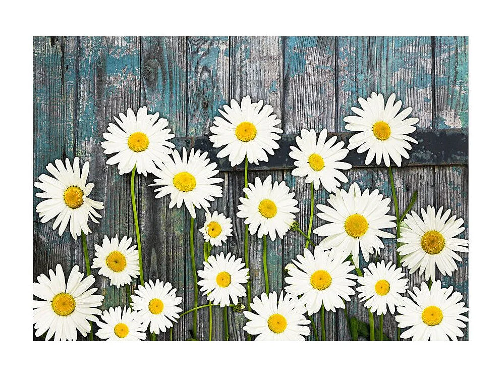 Papier Peint "Return To the Innocence" 175 x 250 cm