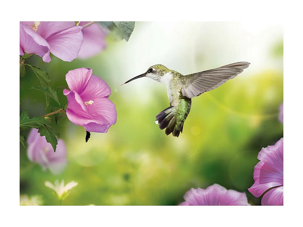 Papier Peint "Humming Bird" 70 x 100 cm
