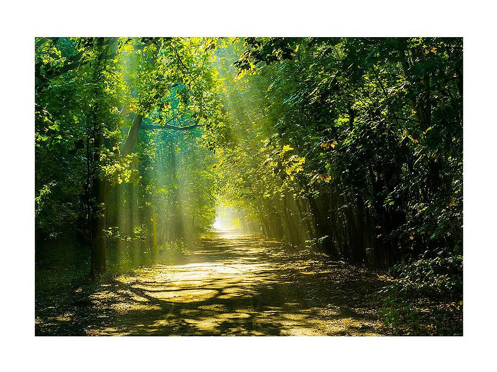 Papier Peint "Road in Sunlight" 105 x 150 cm