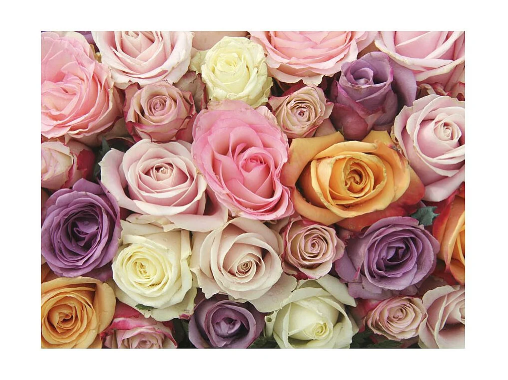 Papier Peint "Pastel Roses" 231 x 300 cm