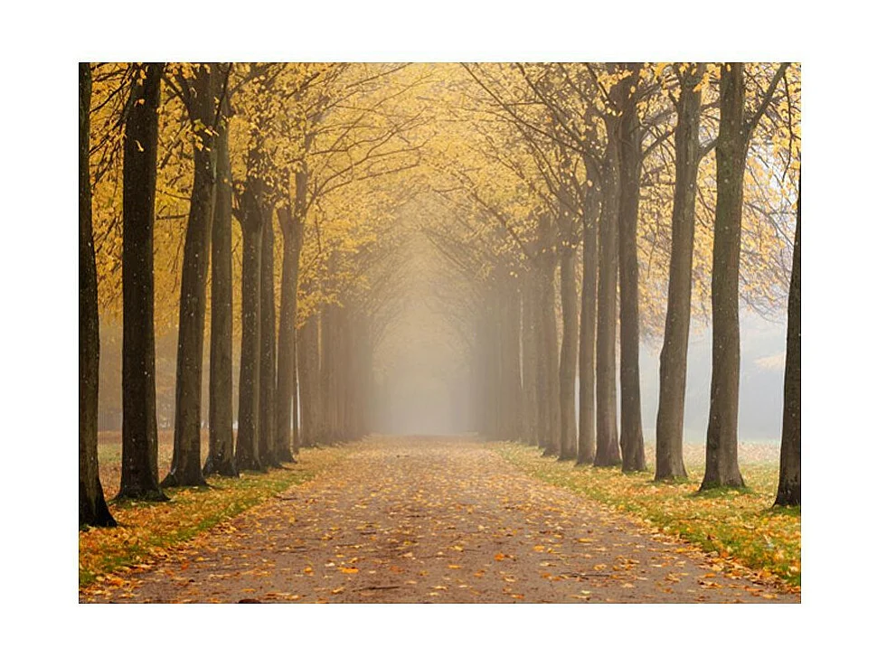 Papier Peint "Journey To the Unknown" 154 x 200 cm