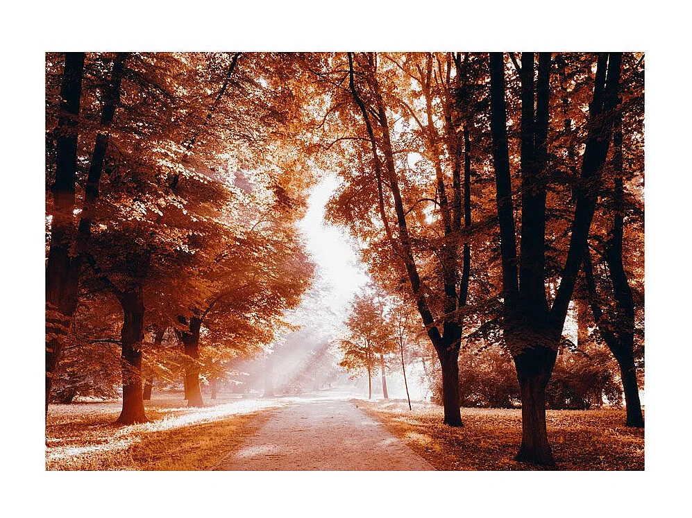 Papier Peint "Autumn Park" 245 x 350 cm