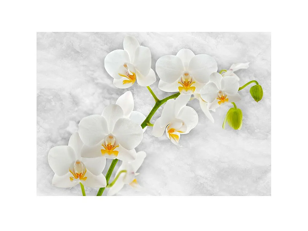 Papier Peint "Lyrical Orchid White" 105 x 150 cm