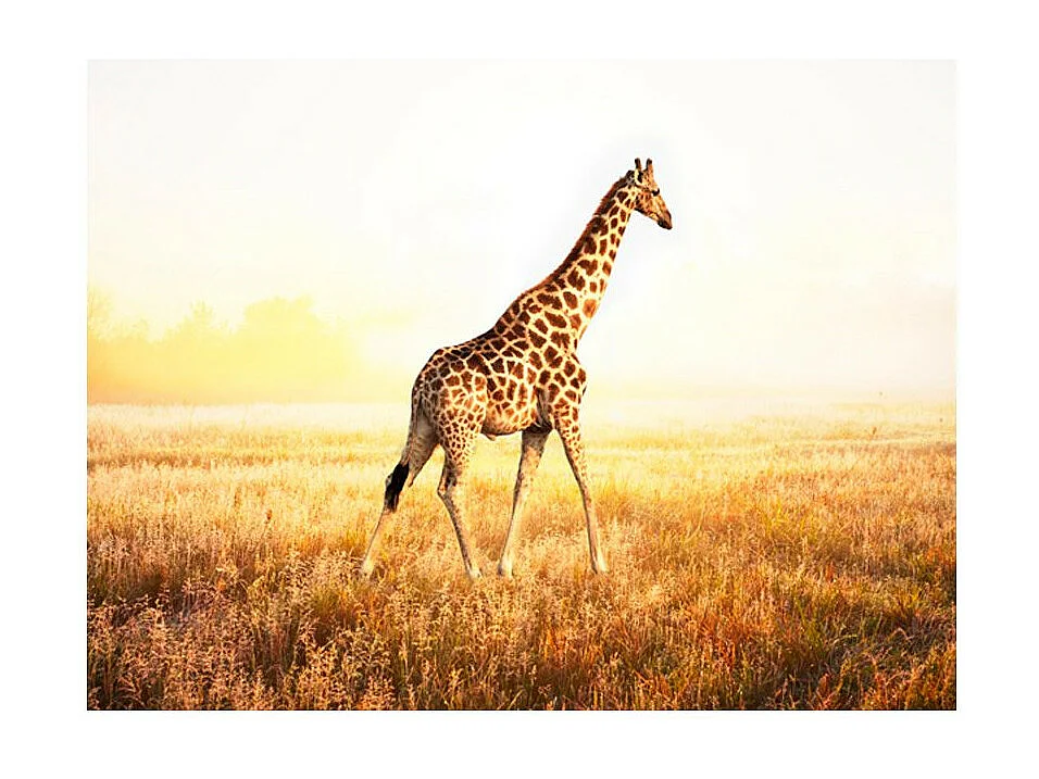 Papier Peint "Girafe Promenade" 154 x 200 cm