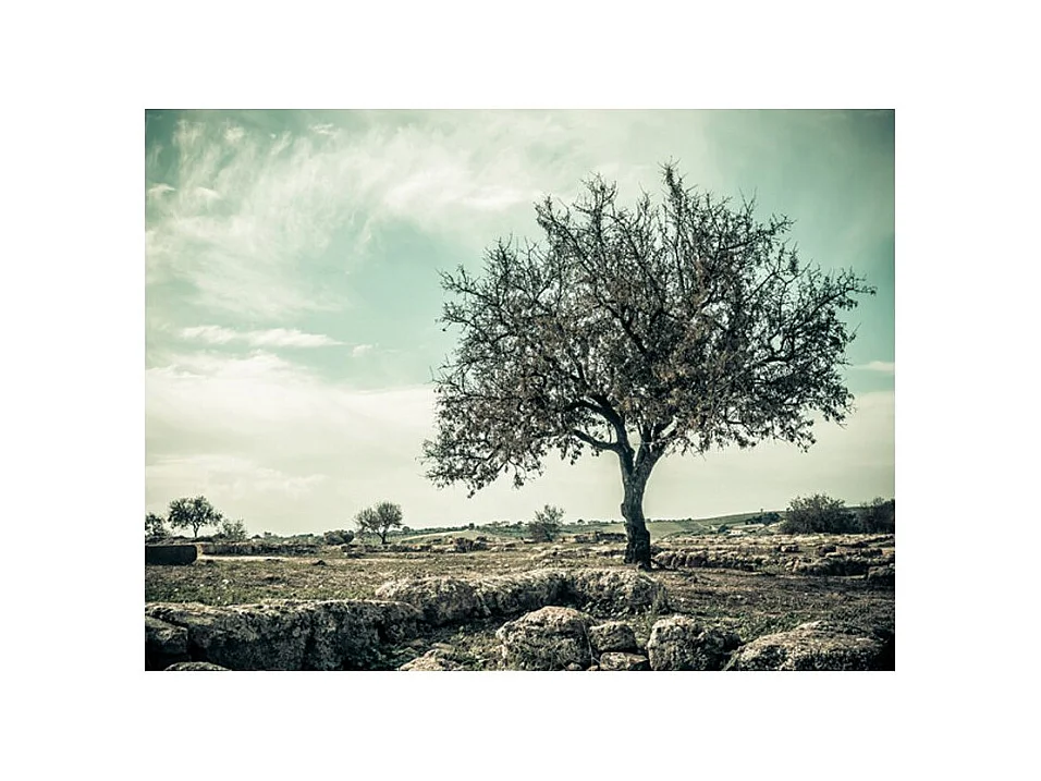 Papier Peint "Arbre Vintage" 270 x 350 cm