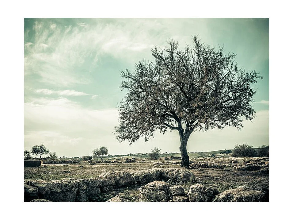 Papier Peint "Arbre Vintage" 270 x 350 cm