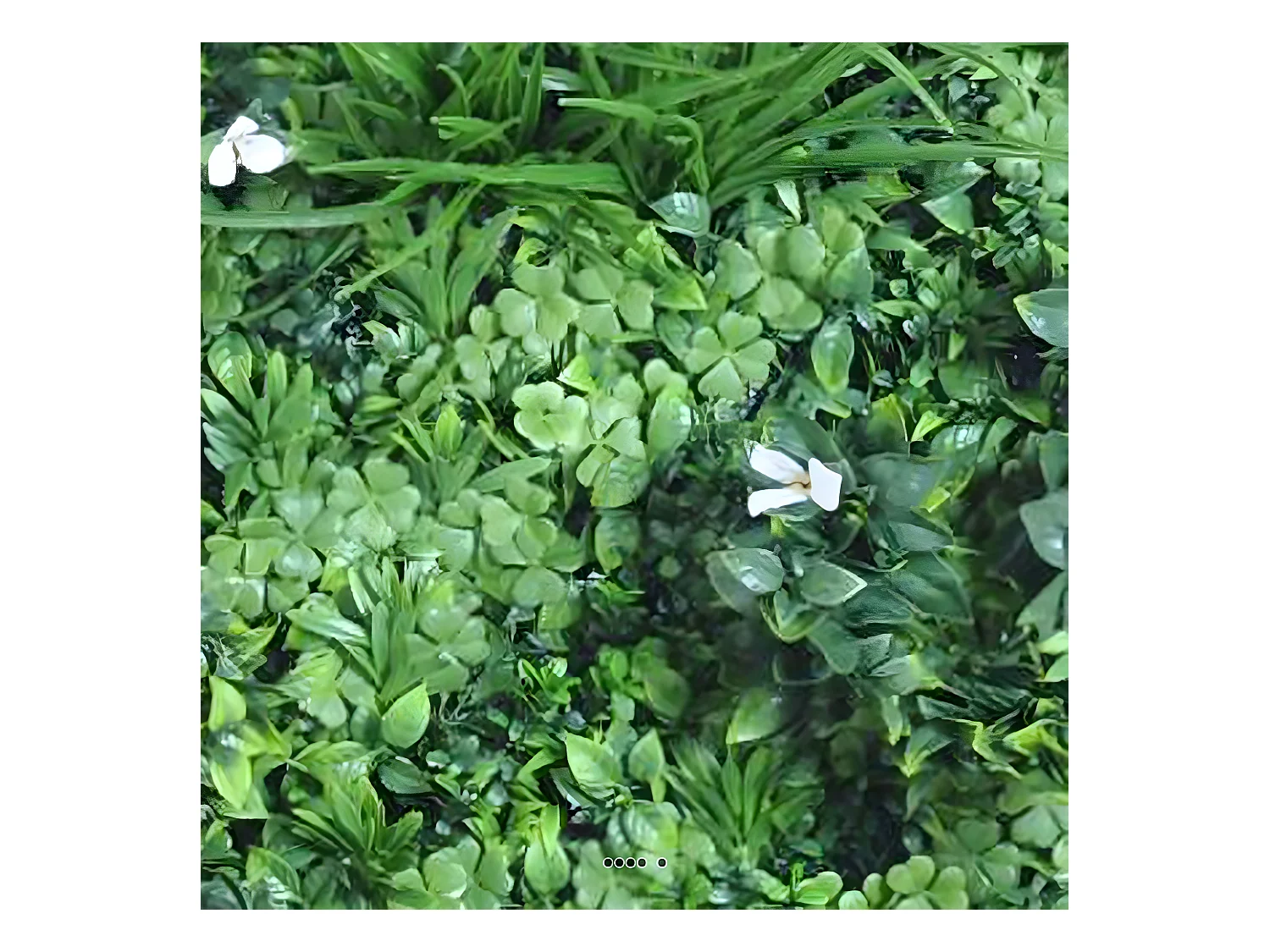 Mur végétal artificiel sur plaque en plastique extérieur 100 x 100 cm