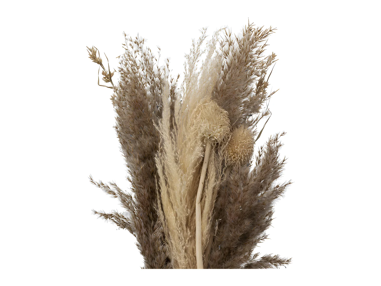 Bouquet de Fleurs Séchées "Pampa" 58cm Naturel