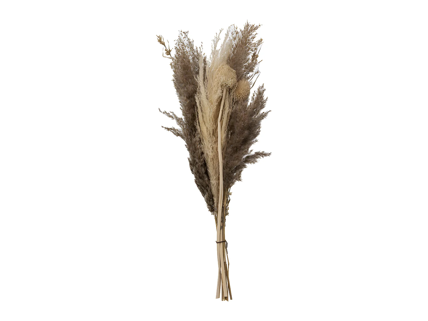 Bouquet de Pampas naturelles et séchées D. 18 x H. 58 cm