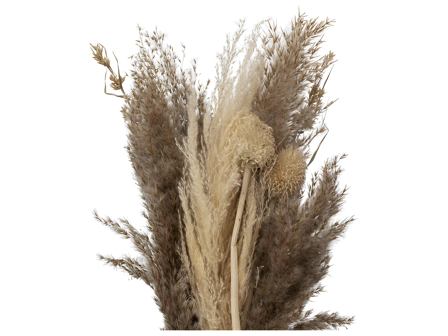 Bouquet de Fleurs Séchées "Pampa" 58cm Naturel