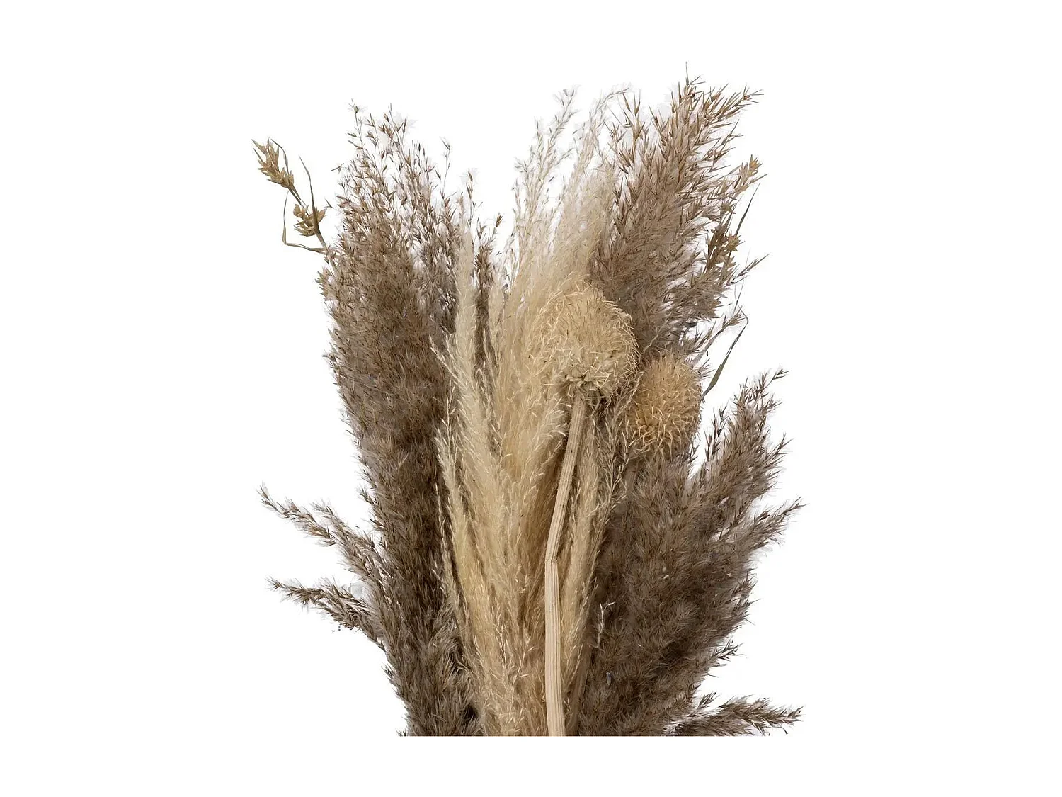 Bouquet de Fleurs Séchées "Pampa" 58cm Naturel