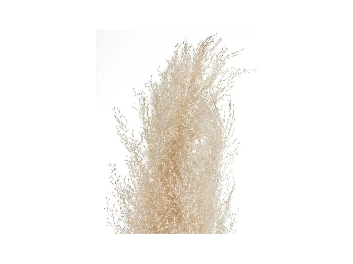 Set de 3 Branches de Pampa séchée Blanc ivoire H 109 cm