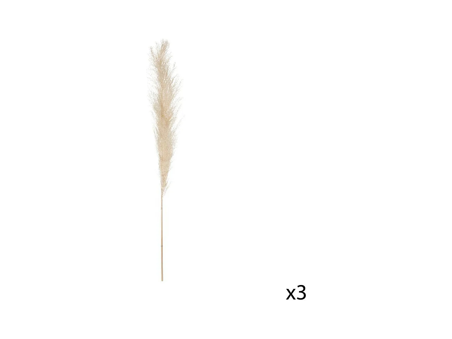 Set de 3 Branches de Pampa séchée Blanc ivoire H 109 cm