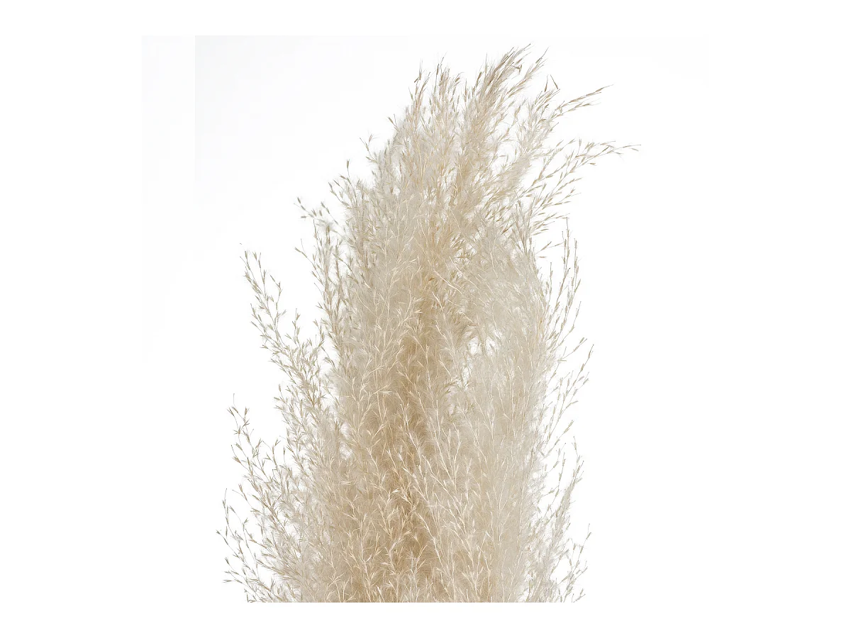 Set de 3 Branches de Pampa séchée Blanc ivoire H 109 cm