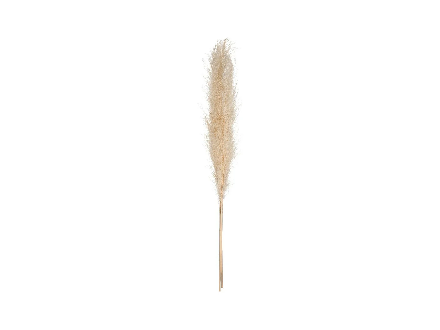 Set de 3 Branches de Pampa séchée Blanc ivoire H 109 cm