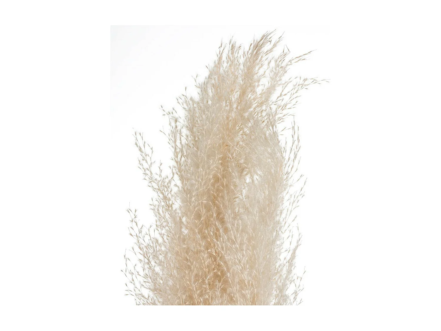 Set de 3 Branches de Pampa séchée Blanc ivoire H 109 cm