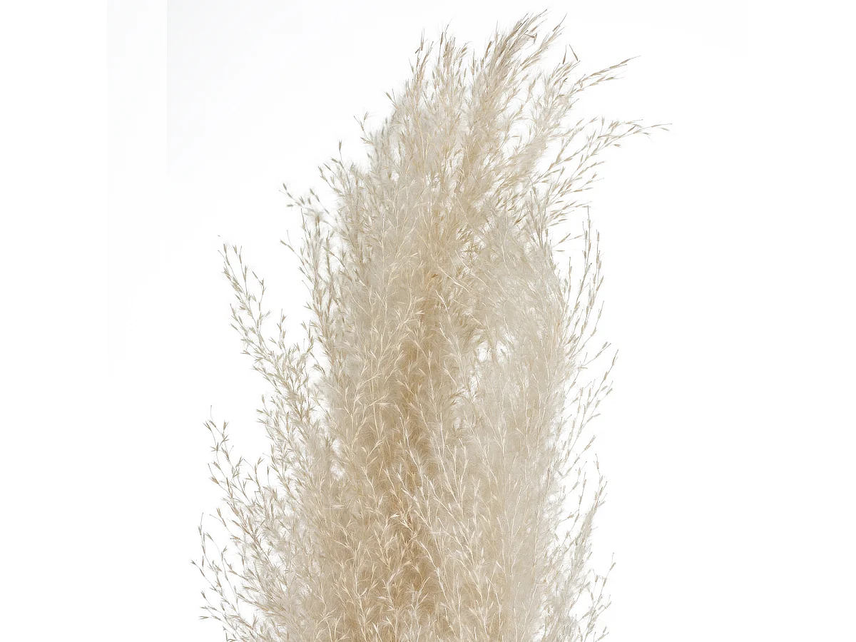 Set de 3 Branches de Pampa séchée Blanc ivoire H 109 cm