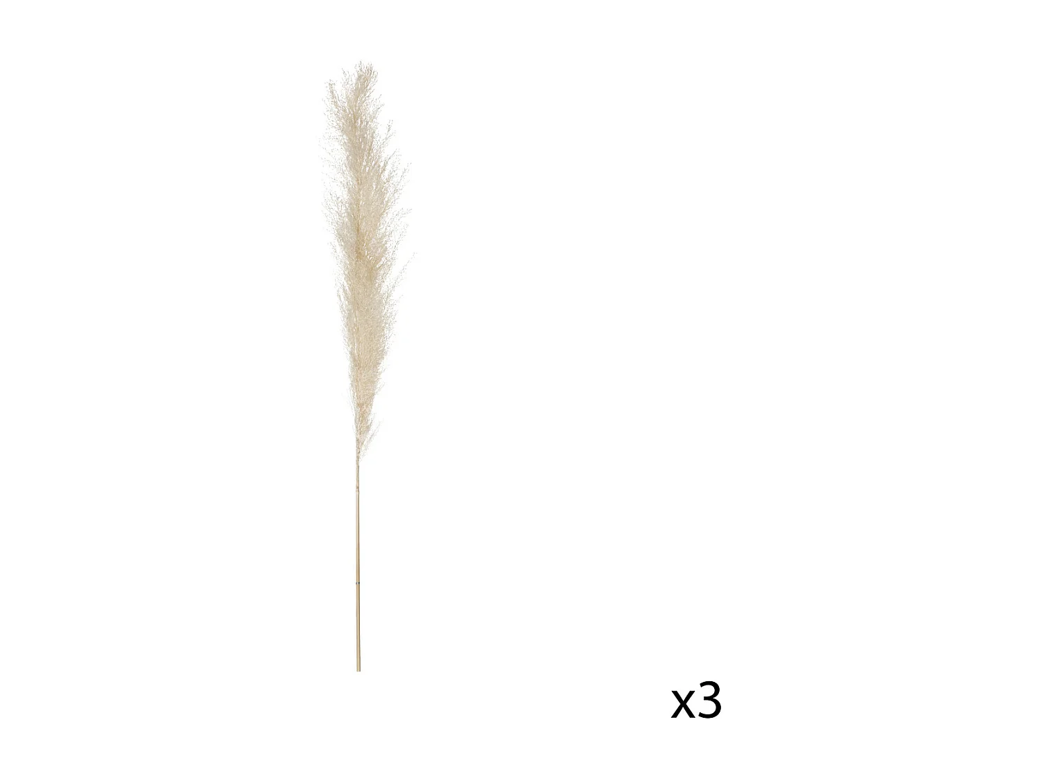 Set de 3 Branches de Pampa séchée Blanc ivoire H 109 cm