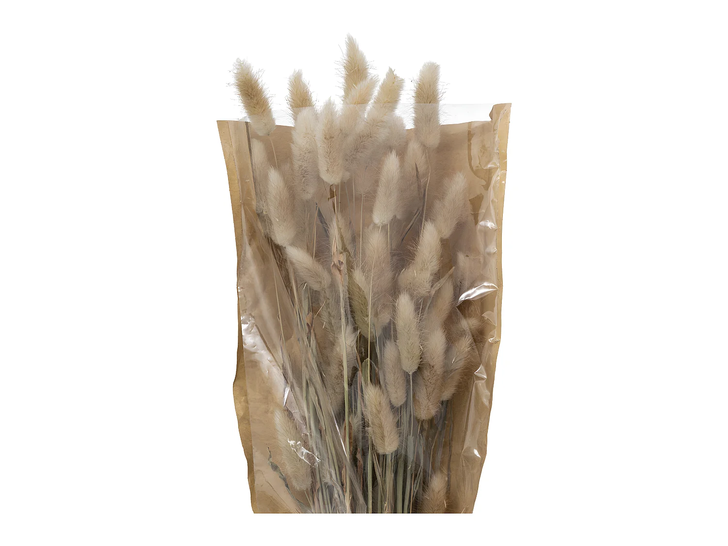 Bouquet de Fleurs "Queue de Lapin" 58cm Ivoire