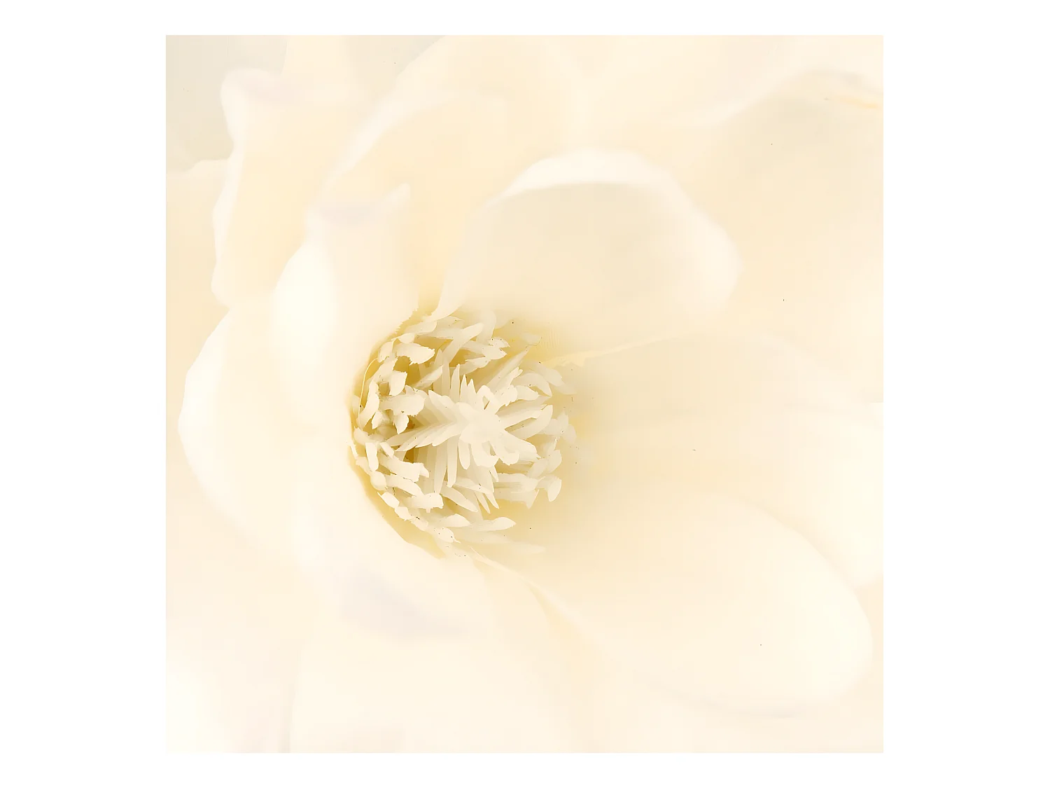 Composition Florale Avec Vase "Magnolia" 73cm Blanc