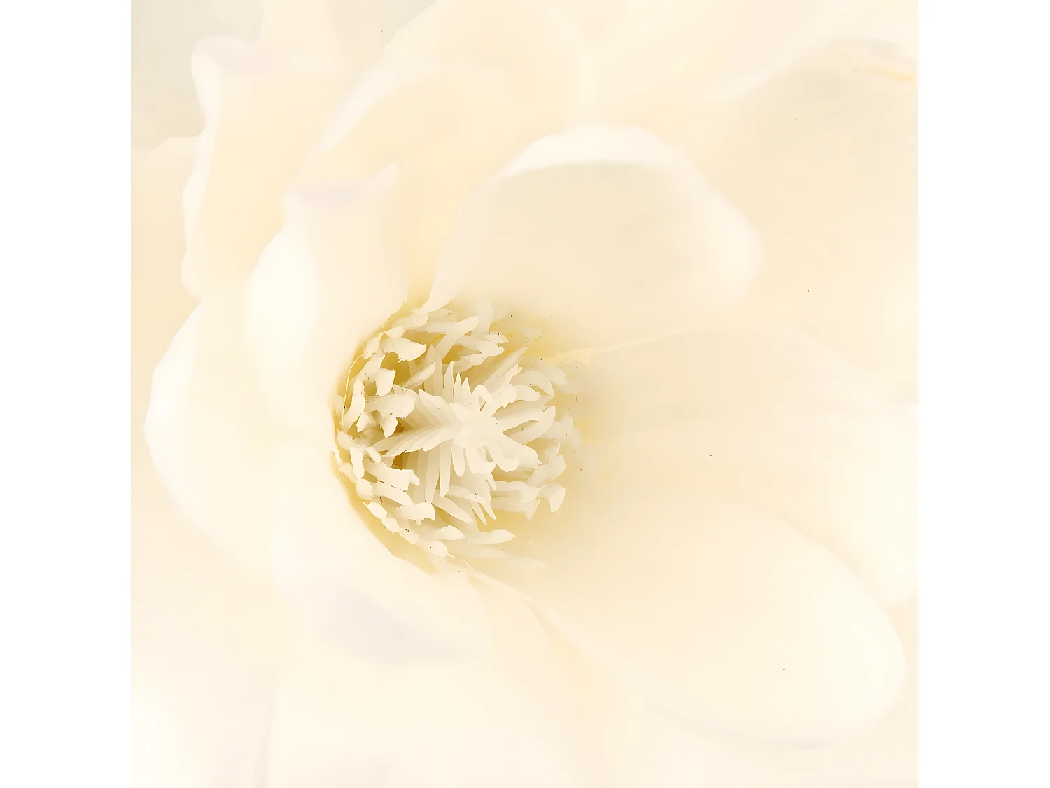 Composition Florale Avec Vase "Magnolia" 73cm Blanc